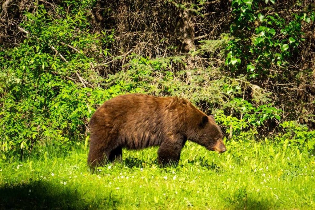 a bear in Banff National Park.