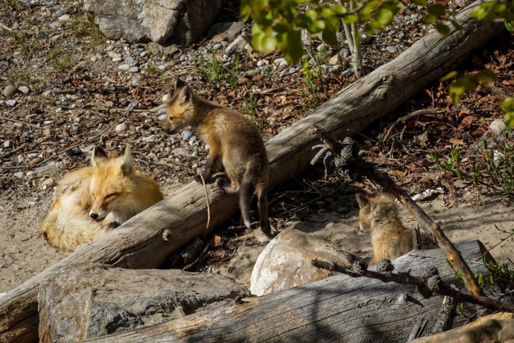 a fox and her kits at Lake Minnewanka in Banff.
