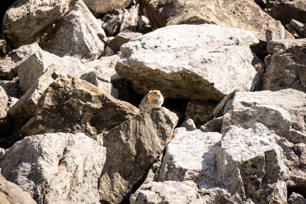 a pika sitting on a rock in Banff.