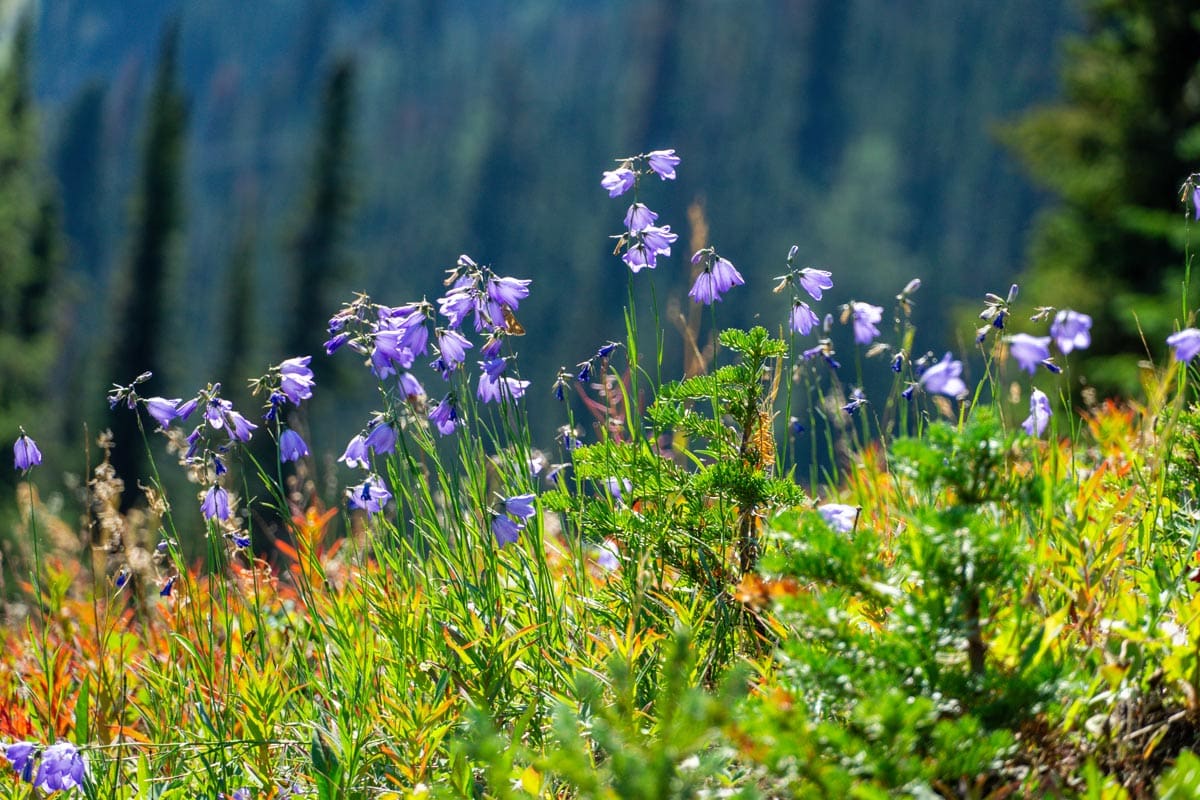 wildflowers found at Sunshine Meadows in Banff National Park.