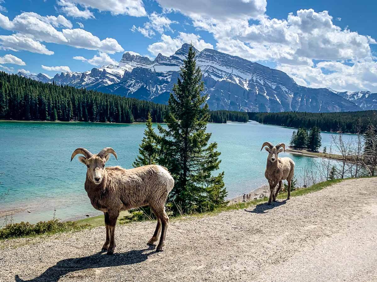Bighorn sheep in front of Two Jack Lake in Banff