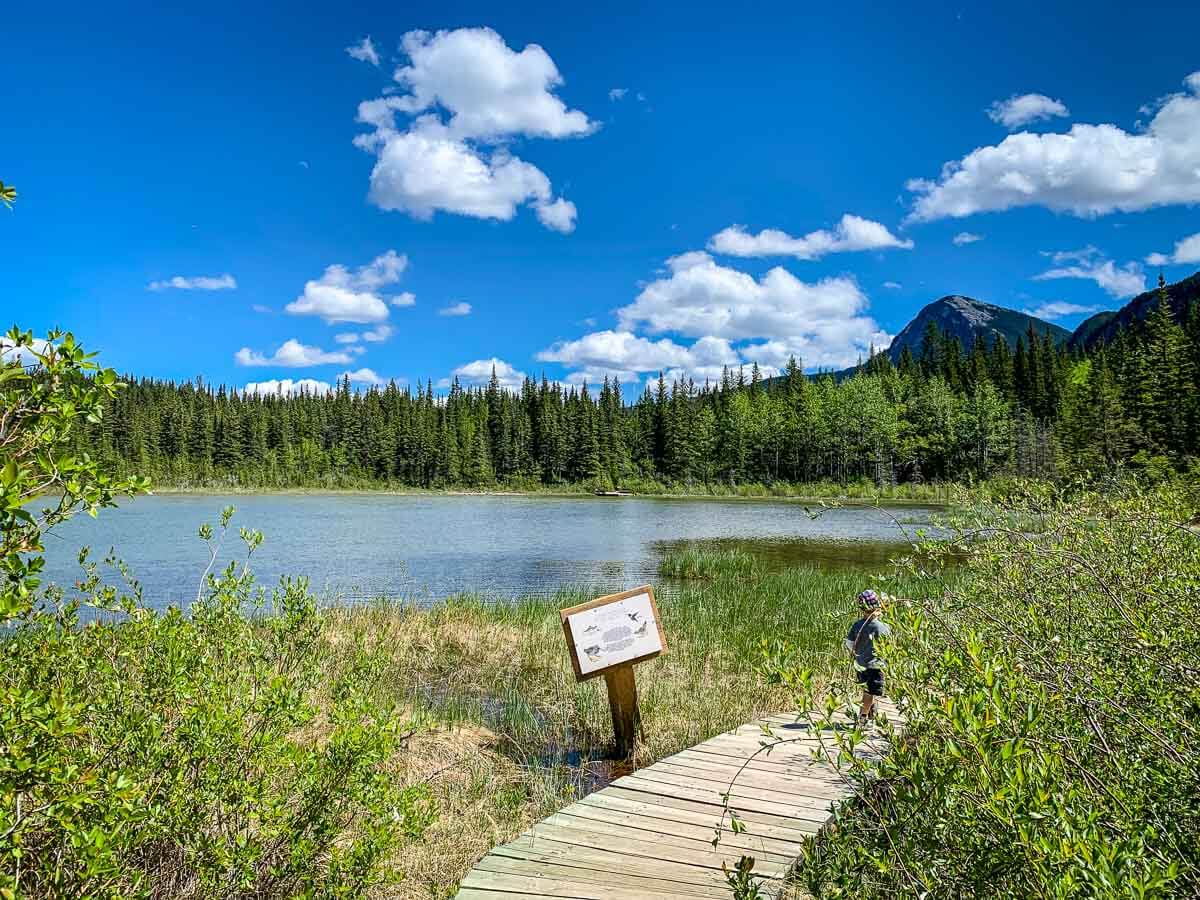 Many Springs easy hike in Bow Valley Provincial Park