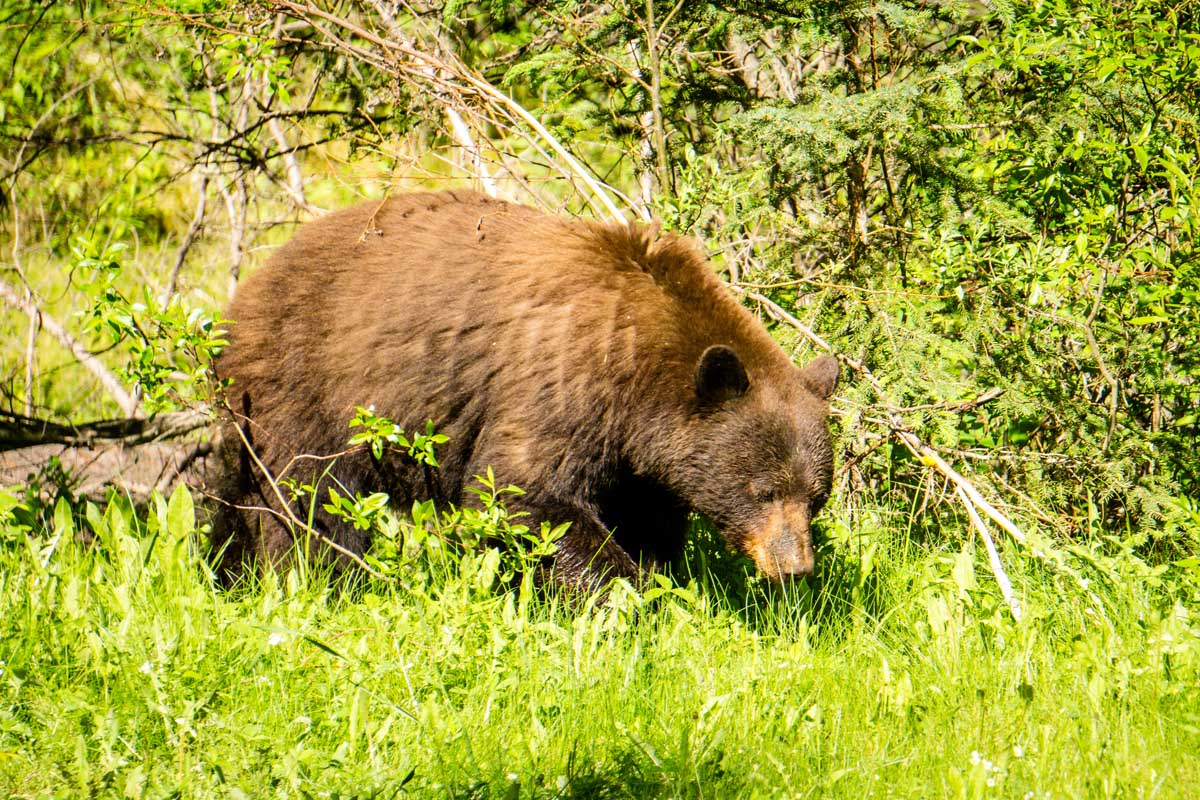 bear in Banff National Park