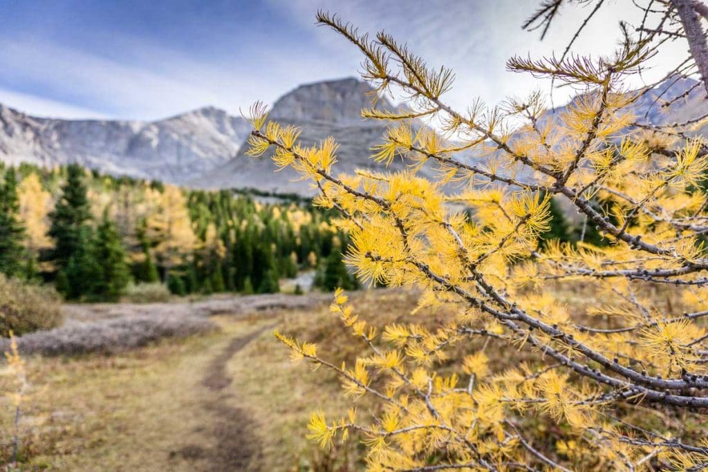 Arethusa Cirque - Kananaskis Larch Hikes