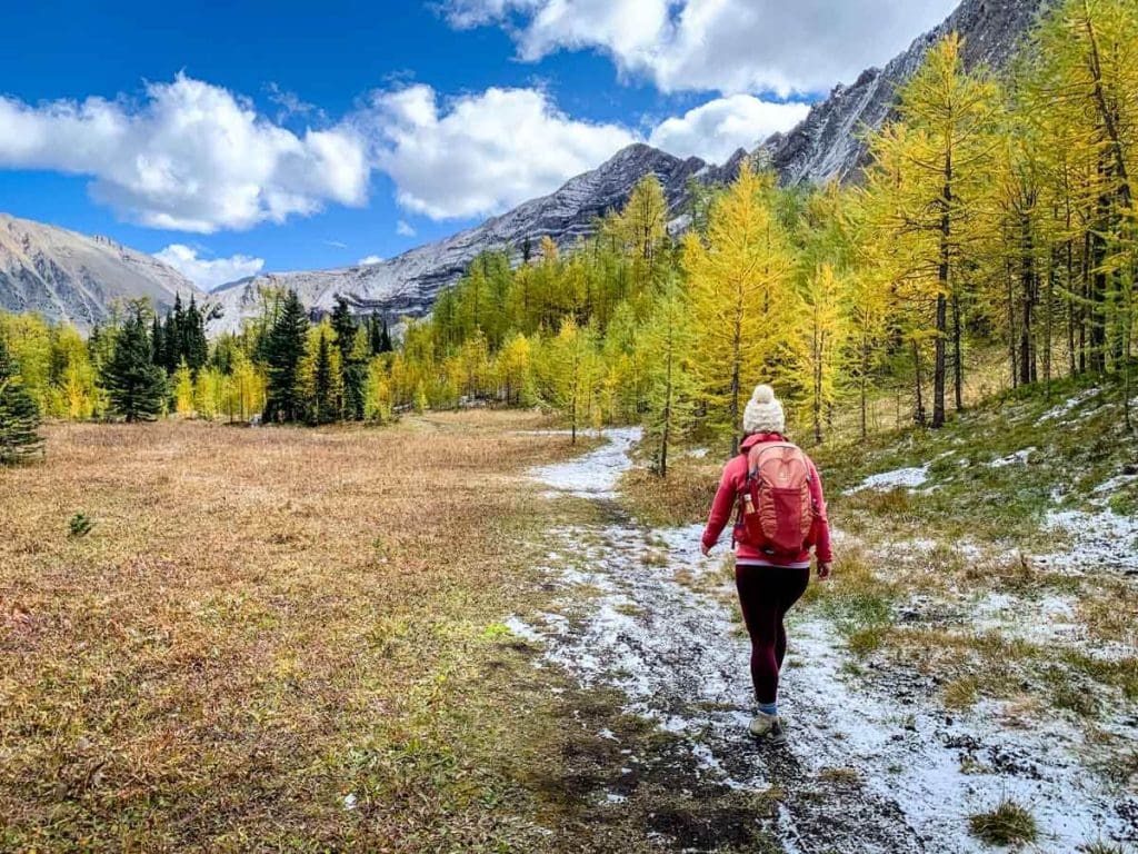 Hiking Pocaterra in Larch Season