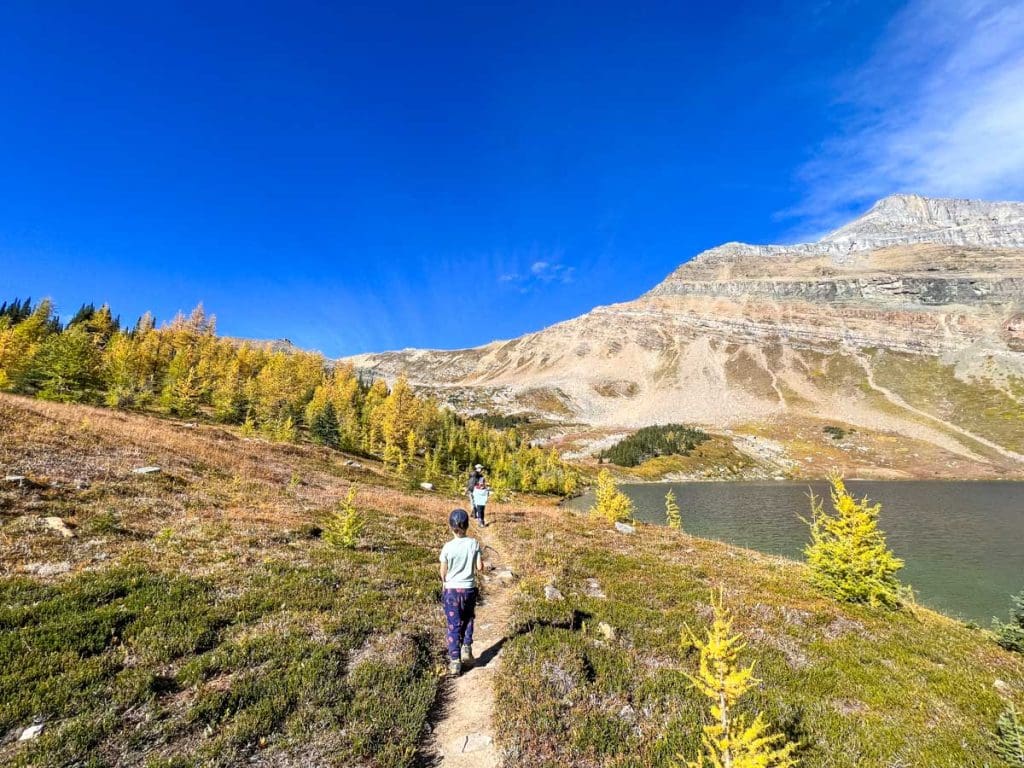 Lake Louise Larch Tree Hikes - Hidden Lake Trail