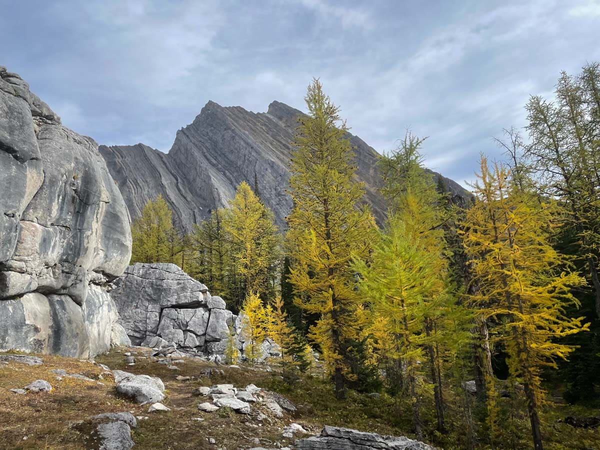 Larch Trees at Chester Lake Elephant Rocks