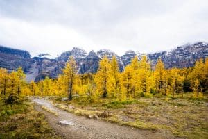 Larch Valley in Banff National Park