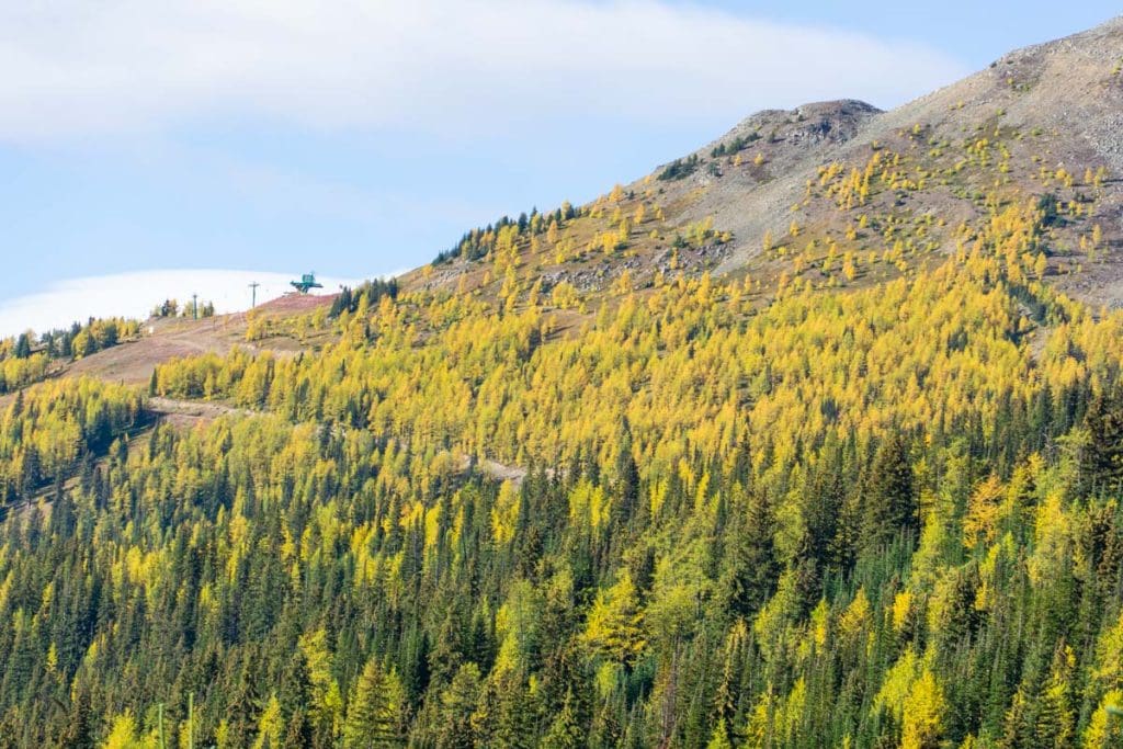 Larch trees on Hidden Lake hike