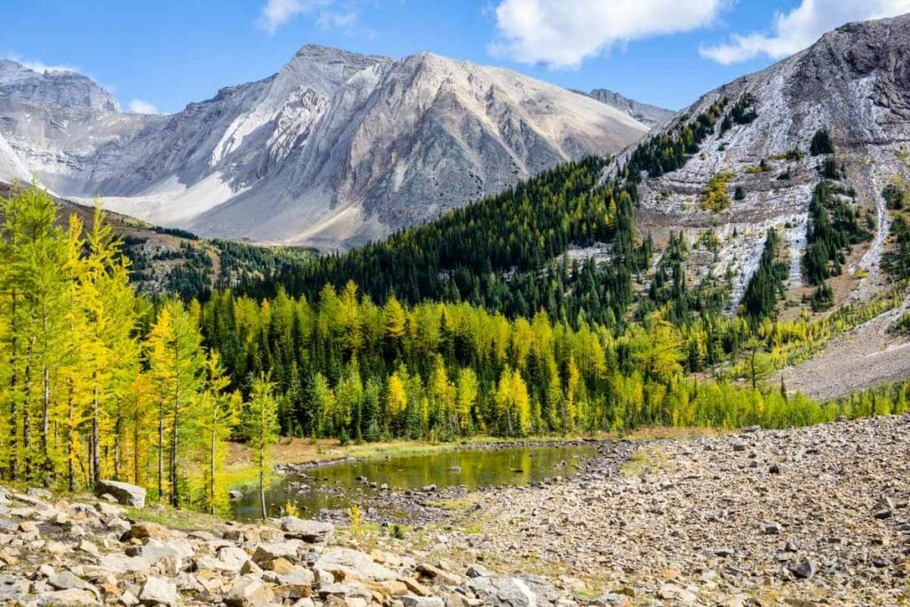 Larches at Pocaterra Cirque