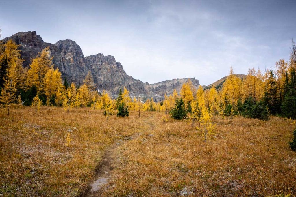 Larches at Taylor Lake