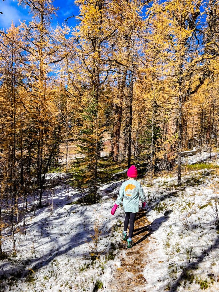 easy larch hike with kids at Lake Louise Ski Resort