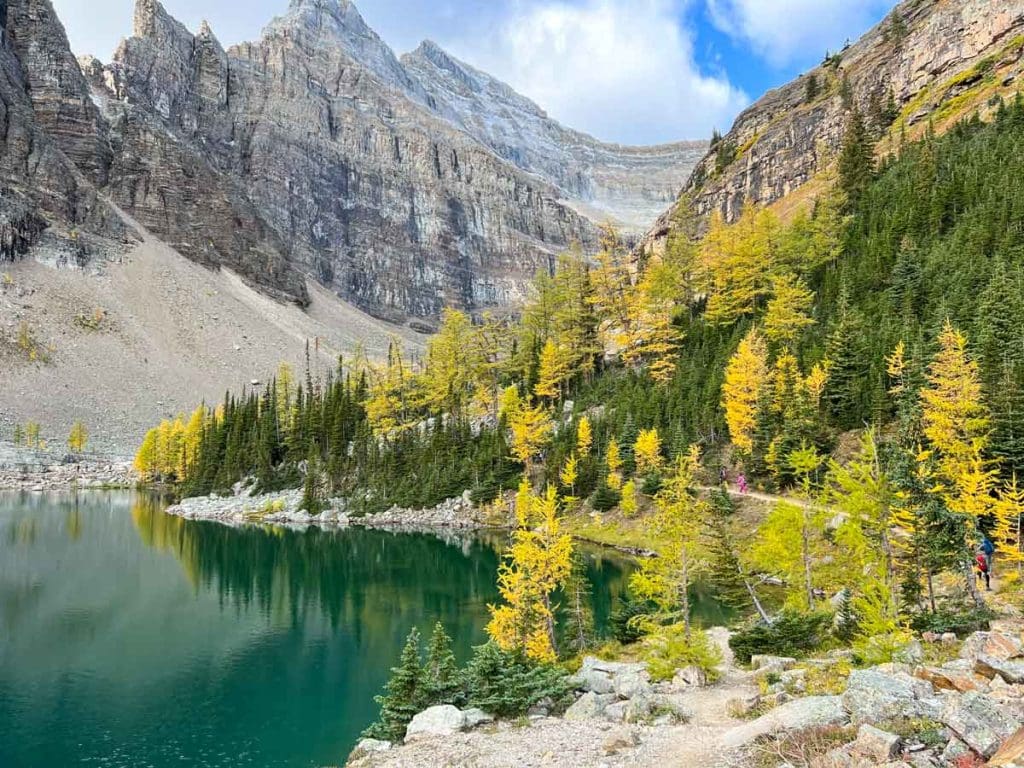 larch trees along Lake Agnes hike