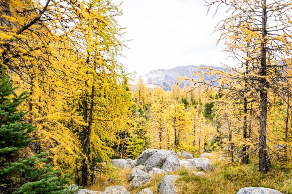 larch trees in Larch Valley in Banff